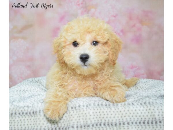 Havapoochon-DOG-Male-Apricot-22234-Petland Fort Myers, Florida