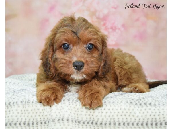 F1b Cavapoo DOG Female Ruby 22233 Petland Fort Myers, Florida