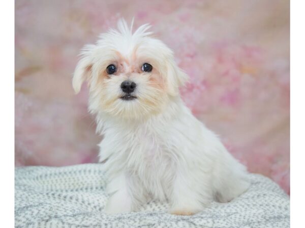 Maltese DOG Female White 22232 Petland Fort Myers, Florida