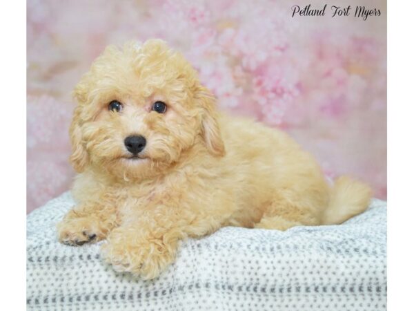 Poovanese-DOG-Male-Apct/W/Mrk-22231-Petland Fort Myers, Florida