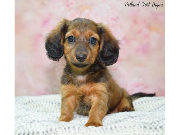 Dachshund DOG Female Red Sable 22230 Petland Fort Myers, Florida