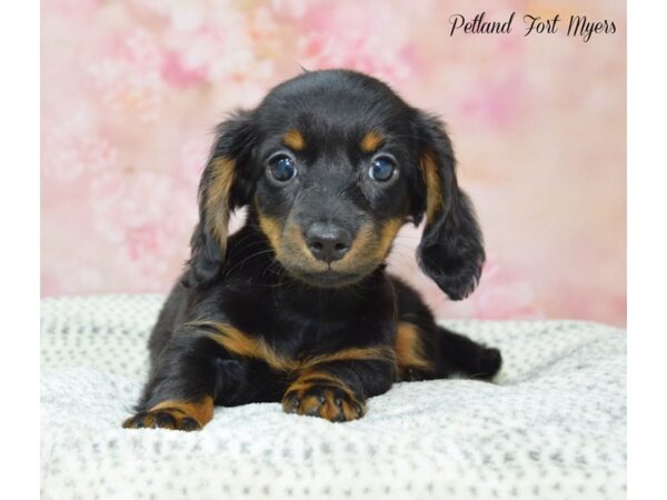 Dachshund DOG Female Black & Tan 22229 Petland Fort Myers, Florida