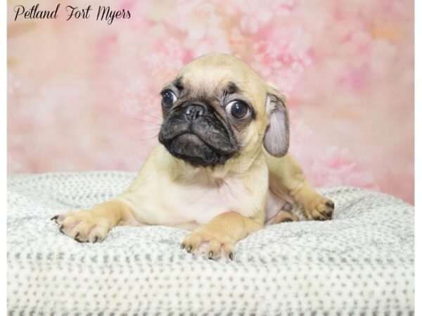 Pug-DOG-Female-Fawn W/ Black Mask-22228-Petland Fort Myers, Florida