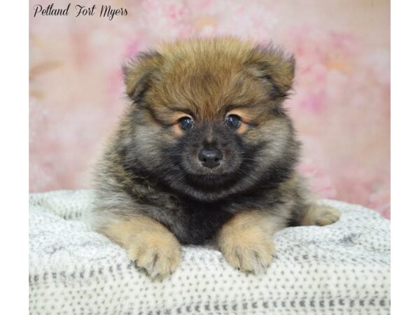 Pomsky 2nd Gen-DOG-Male-Red Sable-22227-Petland Fort Myers, Florida