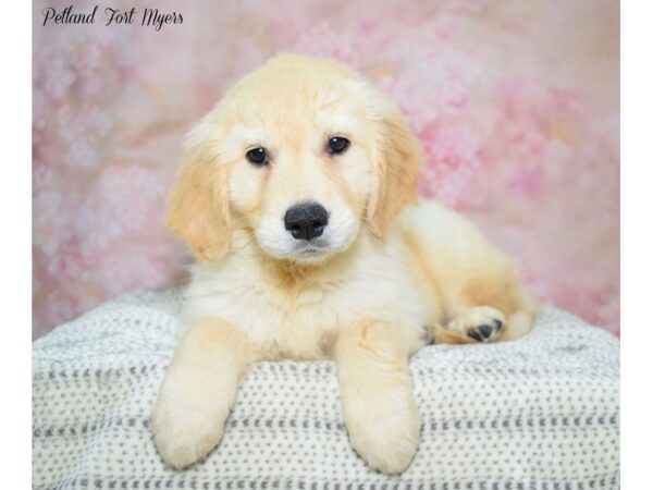 Golden Retriever DOG Female Golden 22225 Petland Fort Myers, Florida