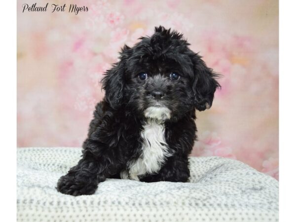 Cava Poo DOG Male Black 22224 Petland Fort Myers, Florida