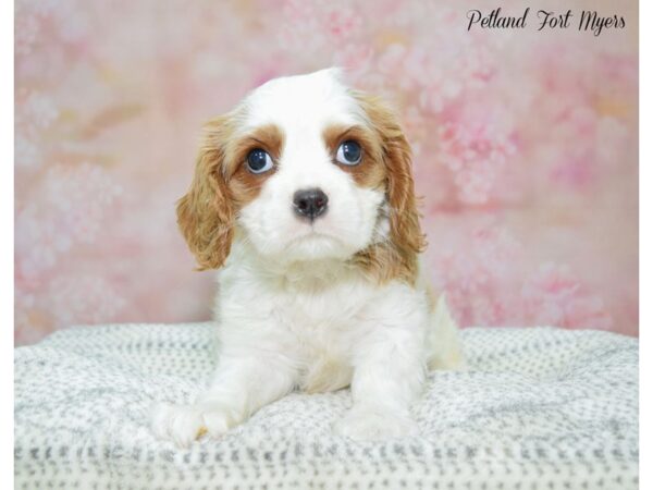 Cavalier King Charles Spaniel DOG Male Blenheim 22223 Petland Fort Myers, Florida