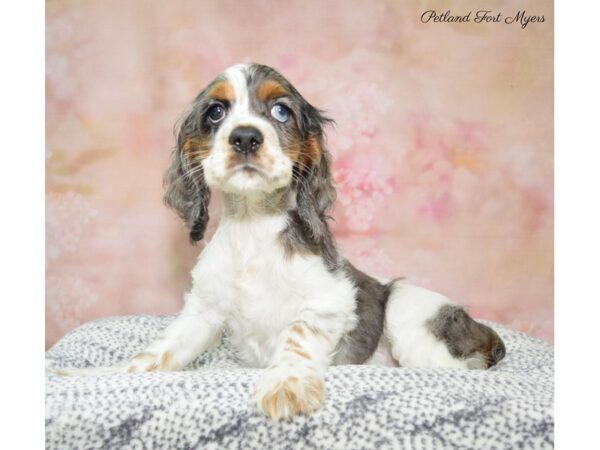 Cocker Spaniel-DOG-Female-Black & White-22275-Petland Fort Myers, Florida