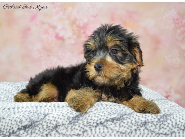 Yorkshire Terrier DOG Male Black & Tan 22274 Petland Fort Myers, Florida