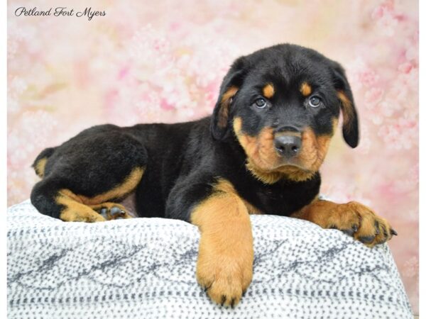 Rottweiler DOG Male Black & Tan 22273 Petland Fort Myers, Florida