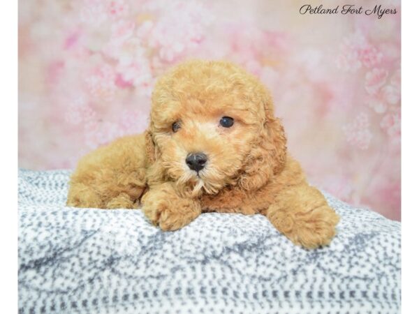 Poodle DOG Male Red 22272 Petland Fort Myers, Florida