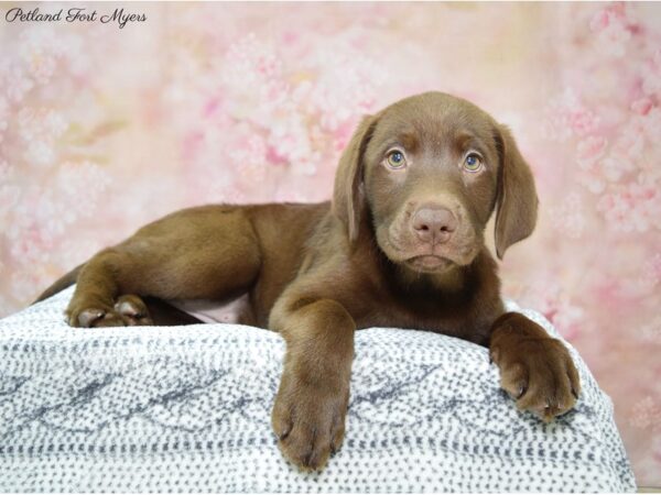 Labrador Retriever DOG Female Chocolate 22271 Petland Fort Myers, Florida