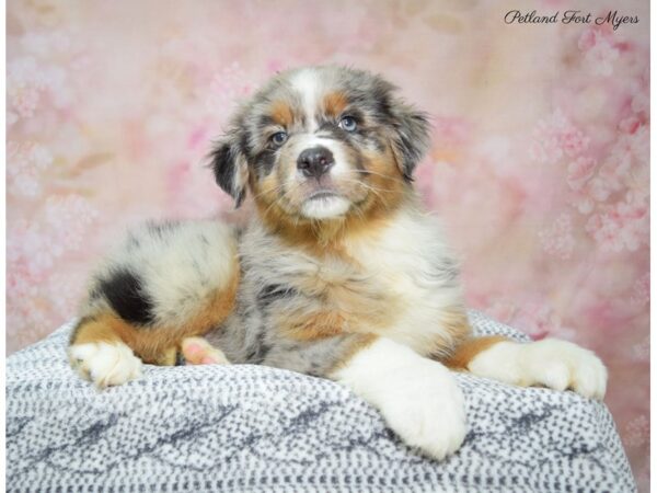 Australian Shepherd DOG Male Blue Merle 22270 Petland Fort Myers, Florida