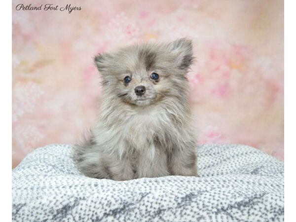 Pomeranian DOG Female BL 22269 Petland Fort Myers, Florida