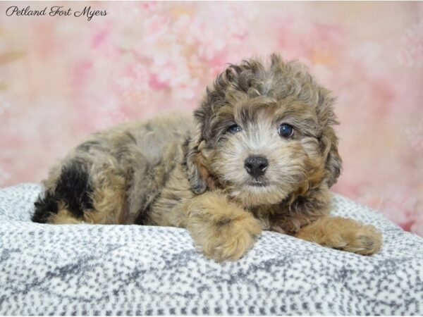 Miniature Aussie Poo-DOG-Male-Blue Merle-22266-Petland Fort Myers, Florida