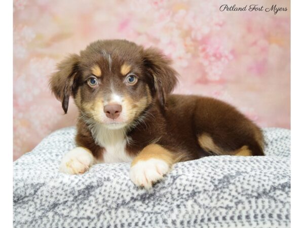 Miniature Australian Shepherd DOG Male Red Tan & White 22264 Petland Fort Myers, Florida