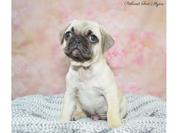 Pug-DOG-Male-Fawn, Black Mask-22263-Petland Fort Myers, Florida