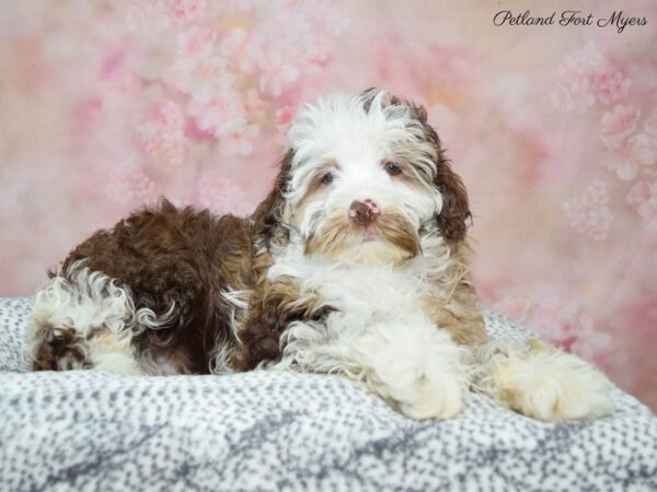 Cocka Poo DOG Female Chlt rn, Prti 22262 Petland Fort Myers, Florida