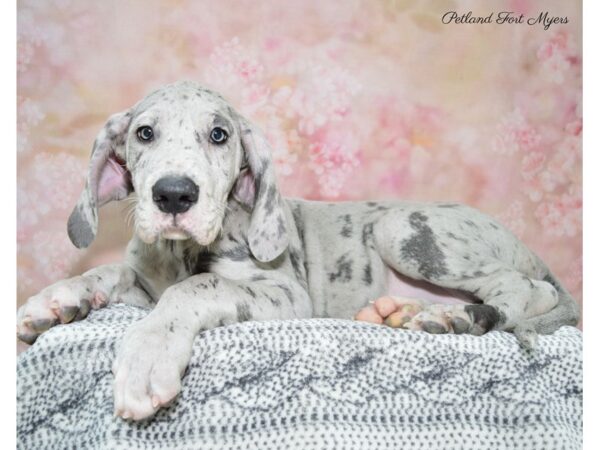 Great Dane DOG Female Mrlqn 22259 Petland Fort Myers, Florida