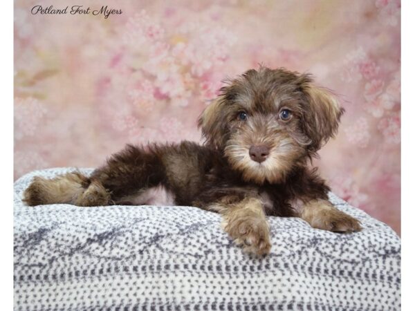 Schnoodle DOG Female L/T 22258 Petland Fort Myers, Florida