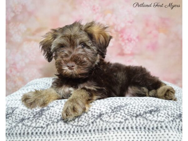 Schnoodle DOG Male L/T 22257 Petland Fort Myers, Florida