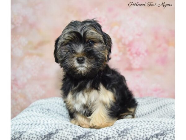 Morkie (Maltese/Yorkshire Terrier) DOG Female B/T 22256 Petland Fort Myers, Florida