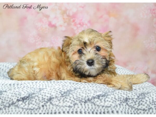 Morkie (Maltese/Yorkshire Terrier) DOG Male Golden 22255 Petland Fort Myers, Florida