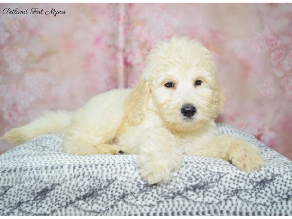 Labradoodle DOG Male Cream 22253 Petland Fort Myers, Florida