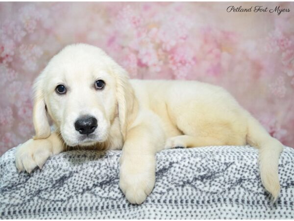 Golden Retriever DOG Female Golden 22252 Petland Fort Myers, Florida