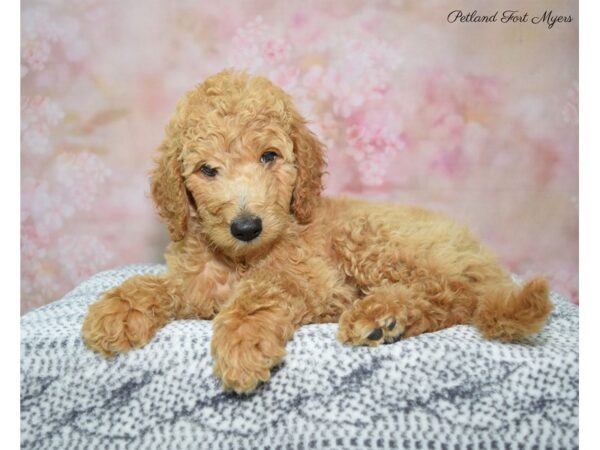 Goldendoodle DOG Female Apricot 22251 Petland Fort Myers, Florida