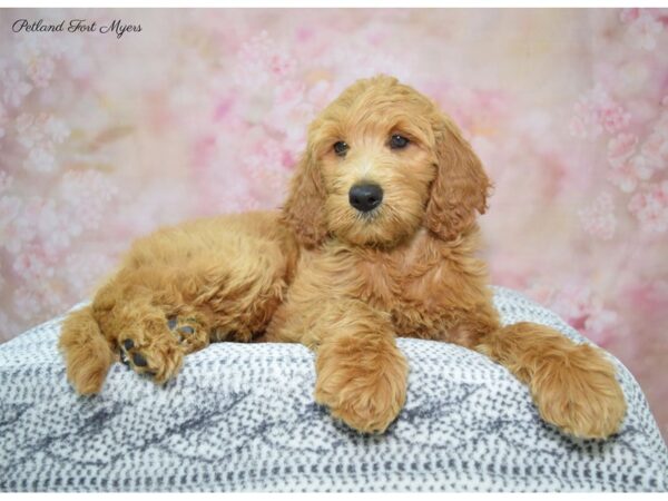 Goldendoodle DOG Male Apricot 22250 Petland Fort Myers, Florida