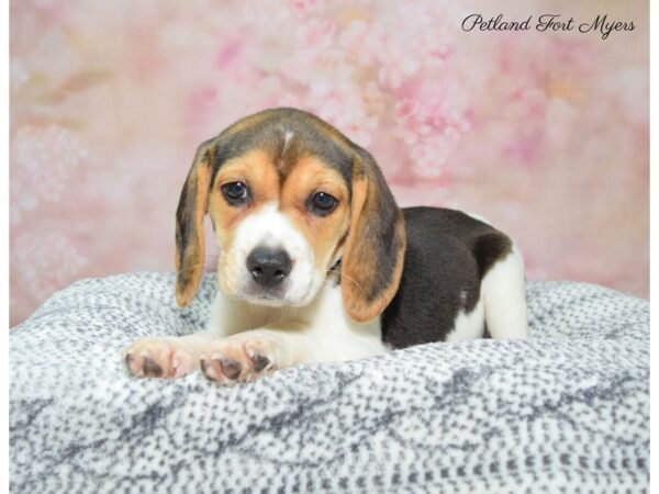 Beagle-DOG-Female-Tri-22249-Petland Fort Myers, Florida