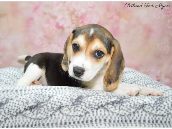 Beagle DOG Male Tri 22248 Petland Fort Myers, Florida