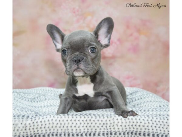 French Bulldog DOG Female Blue 22296 Petland Fort Myers, Florida