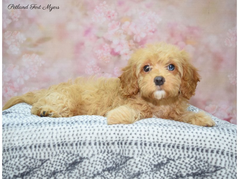 Cavapoo Puppy Ruby ID:22294 Located at Petland Fort Myers, Florida