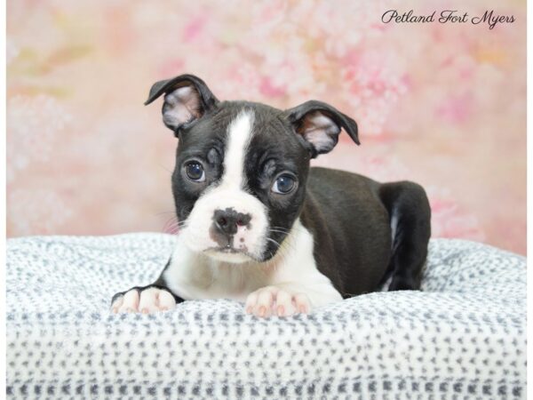 Boston Terrier DOG Female Black & White 22293 Petland Fort Myers, Florida