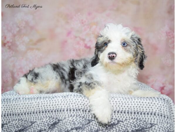 Bernedoodle-DOG-Male-Blue Merle-22289-Petland Fort Myers, Florida