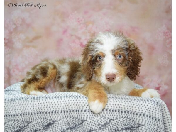 Bernedoodle DOG Male Red Merle 22290 Petland Fort Myers, Florida