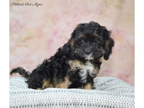 Cavapoo DOG Female Black & Tan 22288 Petland Fort Myers, Florida