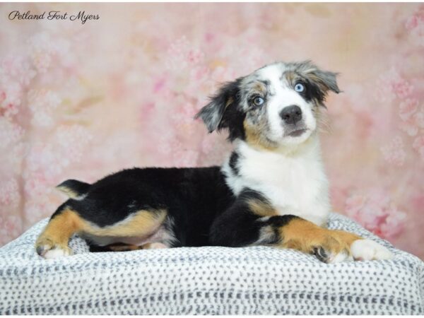 Australian Shepherd DOG Male Blue Merle 22286 Petland Fort Myers, Florida