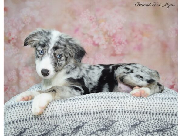 Australian Shepherd DOG Female Blue Merle 22287 Petland Fort Myers, Florida