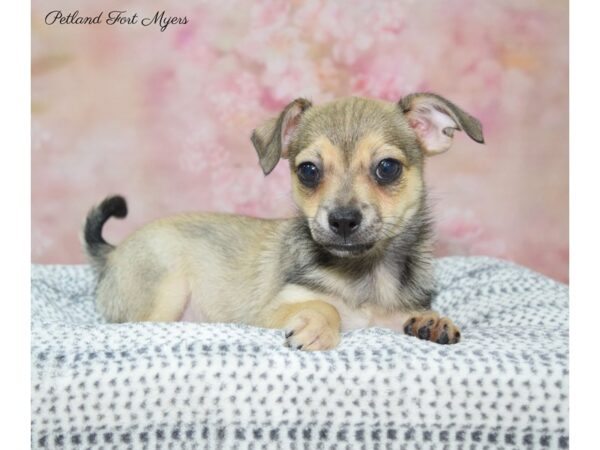 Chihuahua-DOG-Female-Gr-22285-Petland Fort Myers, Florida