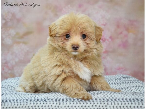 Pom/Poodle DOG Female Apricot & White 22284 Petland Fort Myers, Florida