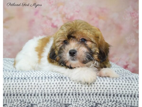 Bichon Frise / Shih Tzu-DOG-Male-Tri-22283-Petland Fort Myers, Florida