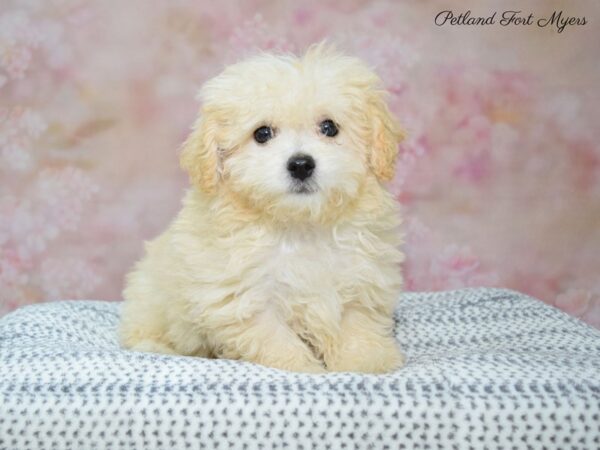 Maltichonpoo DOG Female Apricot/Cream 22282 Petland Fort Myers, Florida