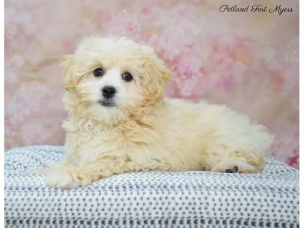 Maltichonpoo DOG Male Apricot/Cream 22281 Petland Fort Myers, Florida