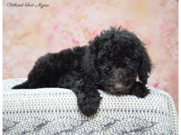 Goldendoodle DOG Female Black 22280 Petland Fort Myers, Florida