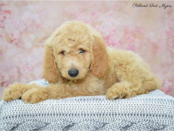 Goldendoodle DOG Male Apricot 22278 Petland Fort Myers, Florida