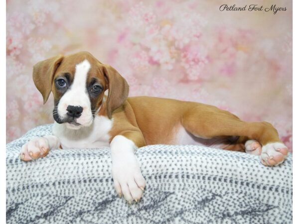 Boxer DOG Female Fawn & White 22277 Petland Fort Myers, Florida