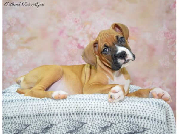 Boxer DOG Male Fawn & White 22276 Petland Fort Myers, Florida